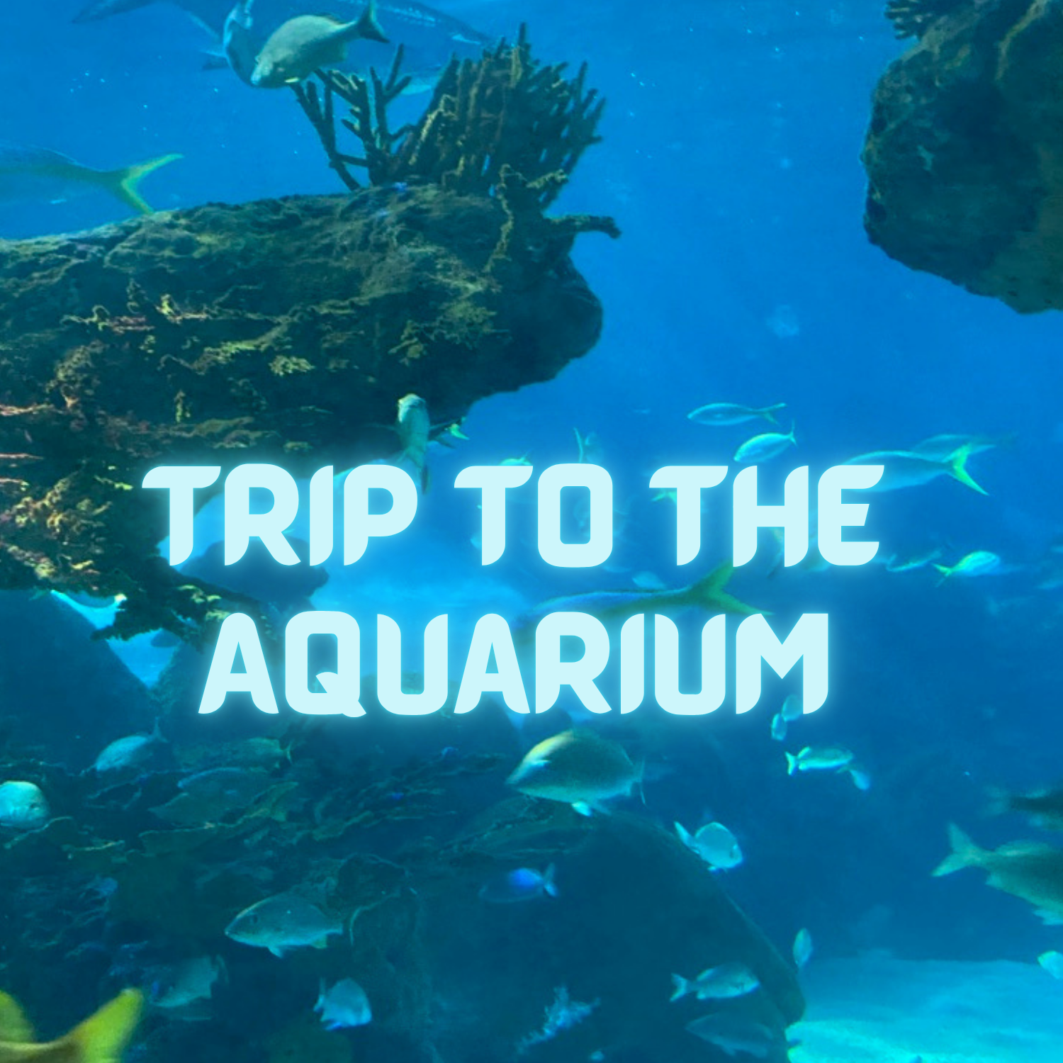 Trip to the Aquarium